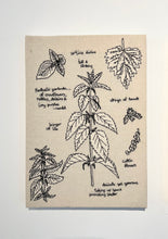 Load image into Gallery viewer, Urtica Dioica, 2024