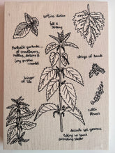 Load image into Gallery viewer, Urtica Dioica, 2024