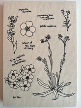 Load image into Gallery viewer, Myosotis Sylvatica, 2024